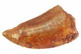 Serrated, Raptor Tooth - Real Dinosaur Tooth #333295-1